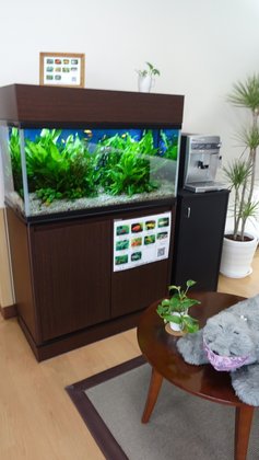 もみの樹・横浜鶴見