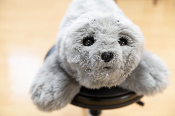 もみの樹・横浜鶴見