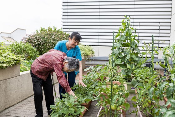 もみの樹・横浜鶴見