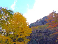 湯河原の紅葉