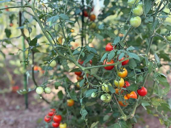 ロイヤルハウス石岡 本館
