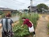【家庭菜園】ミニトマト収穫!
