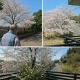 R7.4.5春爛漫、桜に包まれた心やすらぐ暮らし