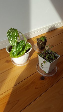 観葉植物を育てたり 銀木犀 市川 千葉県市川市 Lifull介護 旧home S介護