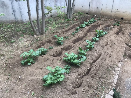 銀木犀<鎌ヶ谷>