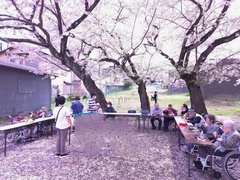 桜の下で交流のひととき