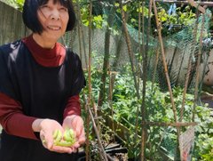 玉ねぎとスナップエンドウ大収穫!
