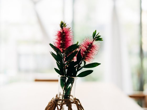 銀木犀<船橋夏見>