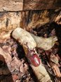 那須には自然がいっぱい!カブトムシも【ゆいま～る那須】