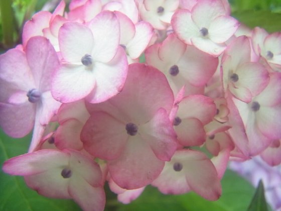 ゆいま～る拝島