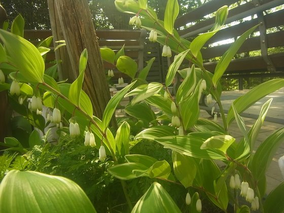 ゆいま～る拝島