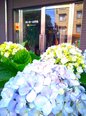 紫陽花