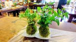 フラワーアレンジメント 今月は苔玉造り!【ゆいま～る聖ヶ丘】