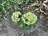紫陽花【ゆいま～る大曽根】