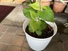 さつまいもの芽