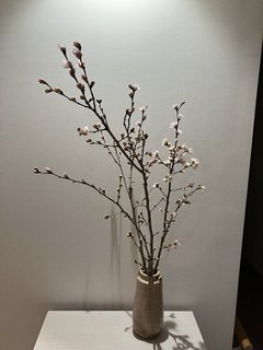 啓翁桜✿