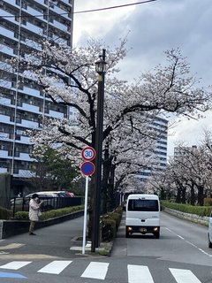満開まであとどのくらいかな