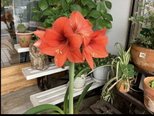 フロントのアマリリスが咲きました