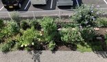 「ゆいま～る都留の敷地内の花壇をご紹介」