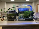 フロントカウンターの小さな水族館