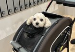 今日も愛犬と一緒!ワンダフルライフ!