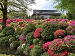 文京つつじ祭り【クイーンヒル目白台】