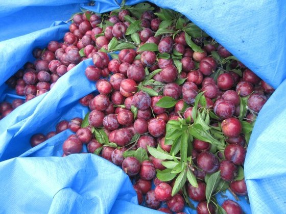 パークヒルズ慈遊館