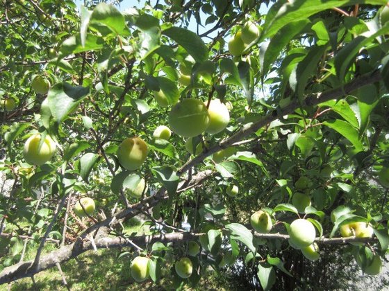 パークヒルズ慈遊館