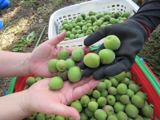 サンコート慈遊館