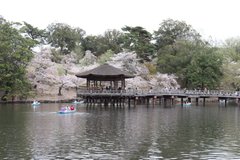 🌸 春を満喫!お花見バスツアーに行ってきました 🌸