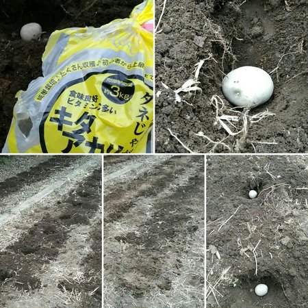 じゃがいもの種植え コンフォルト朝霞 埼玉県朝霞市 Lifull介護 旧home S介護 じゃがいもの種植え コンフォルト朝霞 埼玉県朝霞市 Lifull介護 旧home S介護