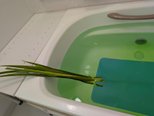 菖蒲湯