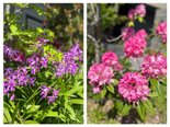 玄関を彩る春の花々🌷│アルファリビング京都西ノ京