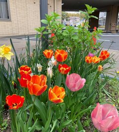 4月ブログです「咲いた咲いた🌷の花が」