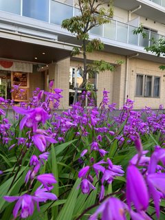 5月ブログです「ぴったりな花言葉」