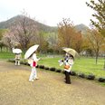 『雨上がりの桜に包まれて。今年のお花見』