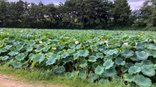 身近に感じる季節の風景 ～舞鶴公園～