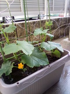 コージー菜園始めました～🥒