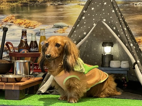 シニアアップデートマンション ライフケア吹田