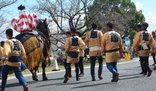 秋の風物詩 藤崎八幡宮例大祭 飾り馬来訪