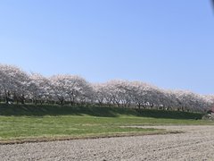 桜並木