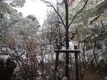 アラベラの家の庭に雪が降りました