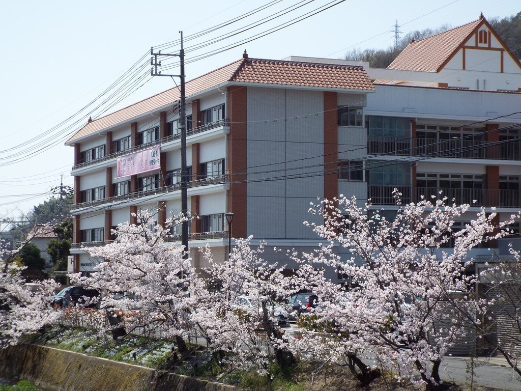 きららラポール桜並木