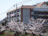 きららラポール桜並木