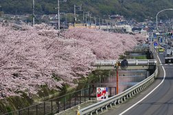 桜土手沿い景観