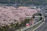 きららラポール桜並木