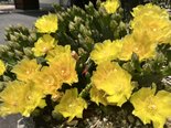 サボテンの花