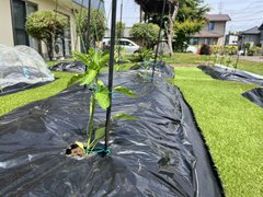 🌱畑の準備が整いました!🌱