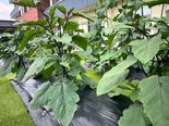 🌱見学の際は、ぜひご試食も🌱