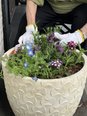 寄せ植え